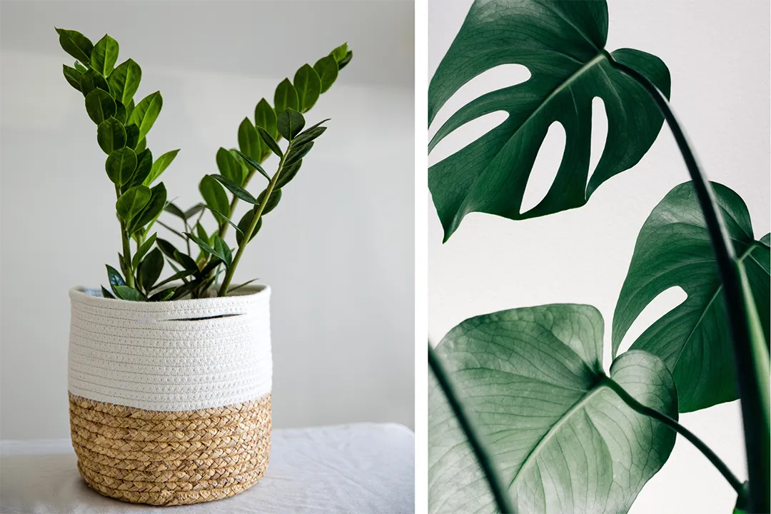 Modern, hyper-real artificial plants are made with premium materials.