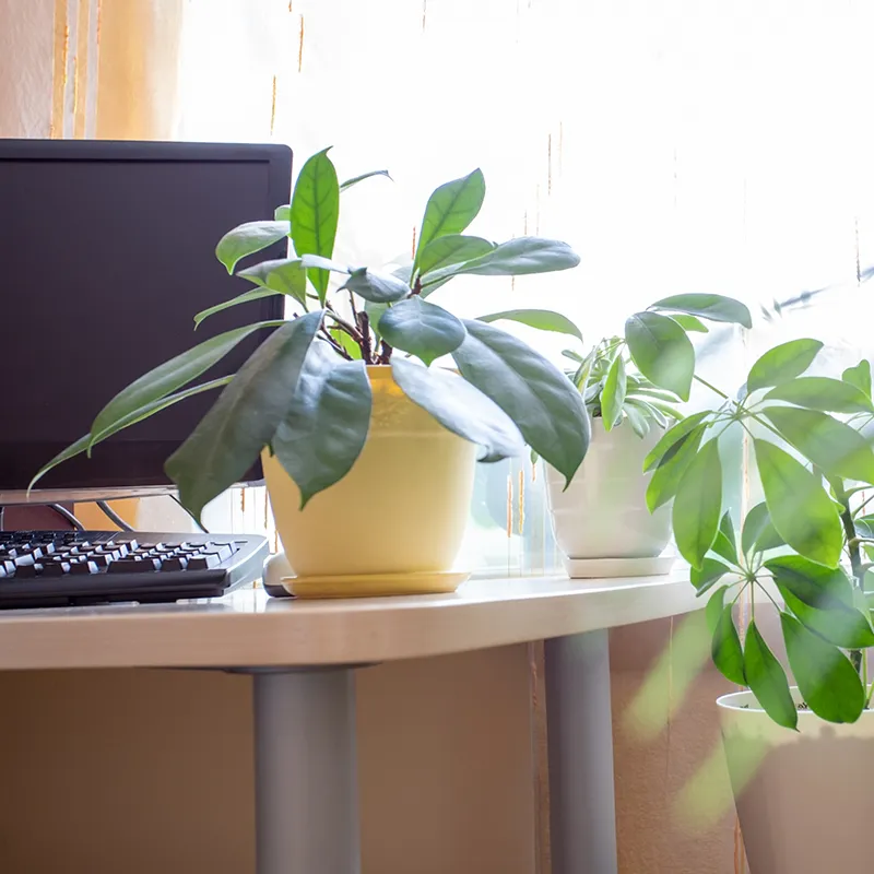 Potted green plants on a modern office desk next to a computer monitor, illuminated by natural light.