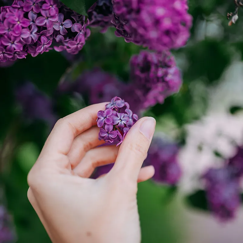 Close-up of a hand holding a cluster of small, fragrant purple lilac flowers, showcasing colorful blooms.
