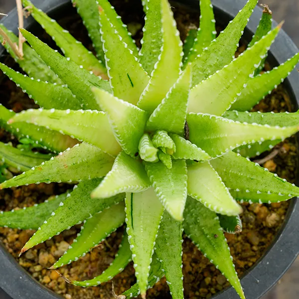 Image of potted aloe vera plant.