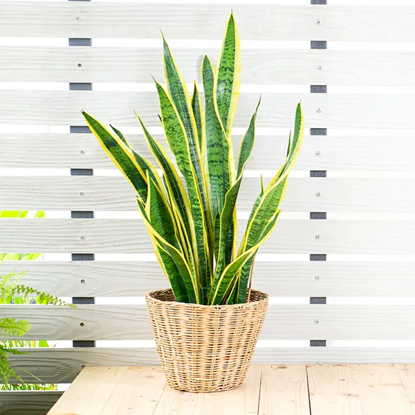 Image of potted snake plant.