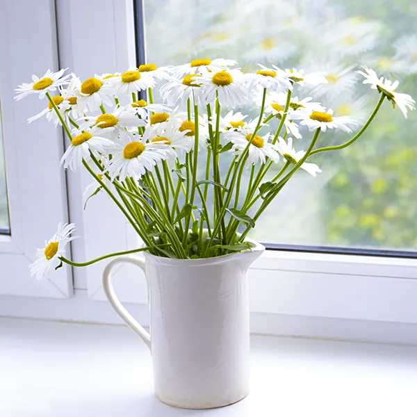 Image of potted chamomile.