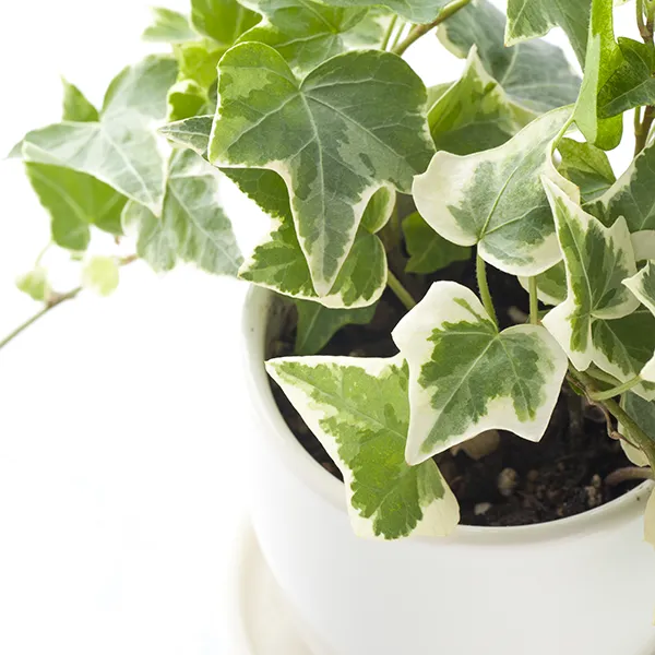 Image of potted ivy.