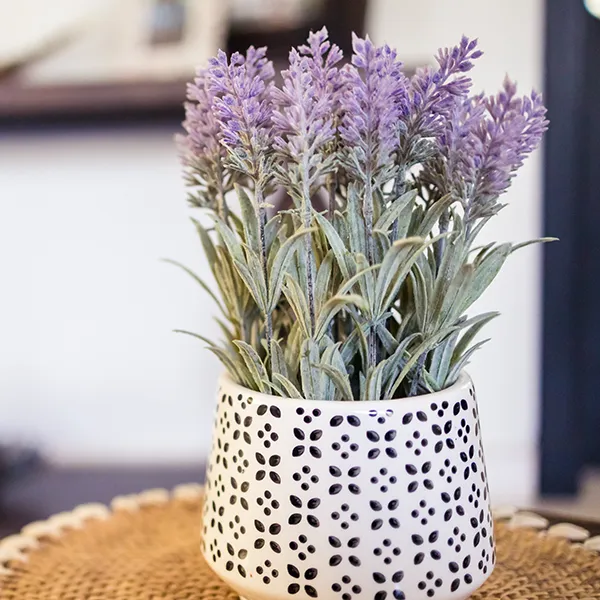 Image of potted lavender plant.