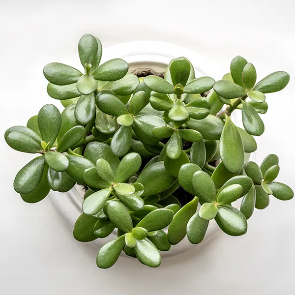 Image of potted jade.