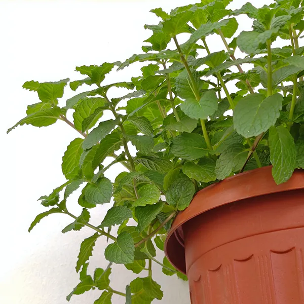 Image of potted peppermint plant.