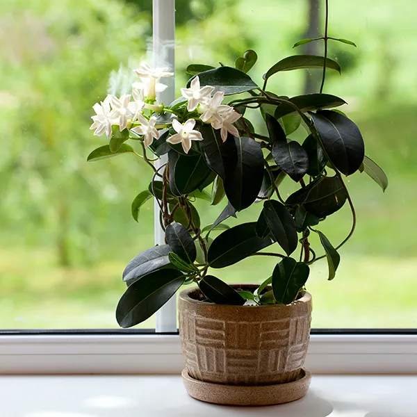 Image of jasmine plant.