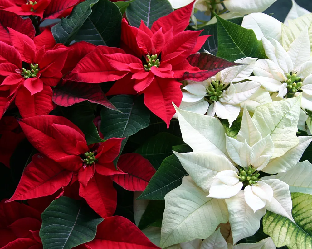 For startup businesses that cannot afford year-round plant rental, holiday plant decor is a great place to start.