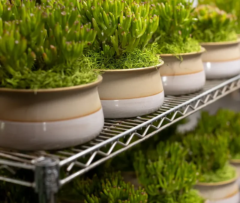 Plant design on a budget: plant rental makes interior plant design accessible