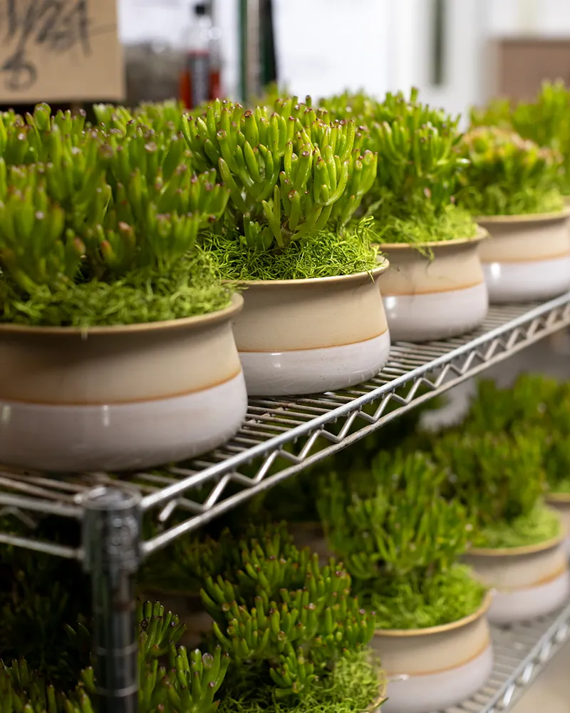 For those on a budget, choosing to display a number of smaller plants can often be less expensive than fewer large plants.