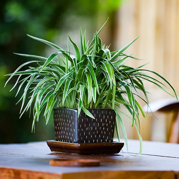 Image of spider plant.