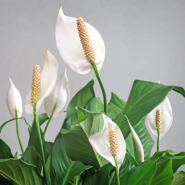 Image of potted peace lily.