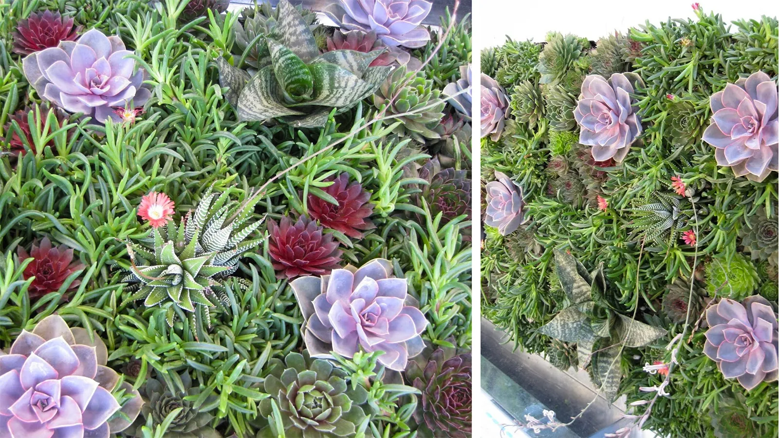 Close-up of colorful succulents.