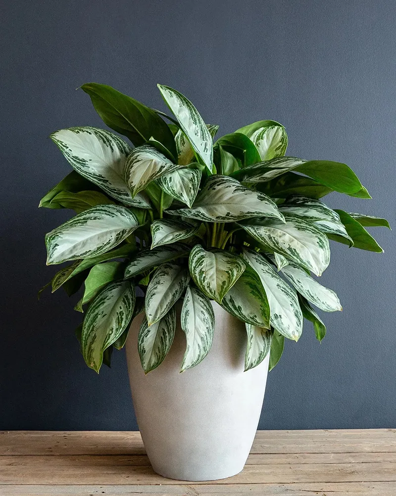 Notice the silvery leaves in this potted Aglaonema, another great low light indoor option.