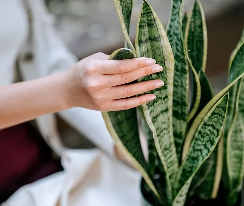 Guide to best low light indoor plants for Tempe workspaces