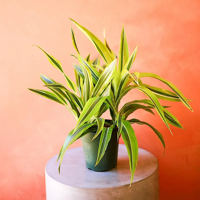 Staged potted Dracaena Gold Star