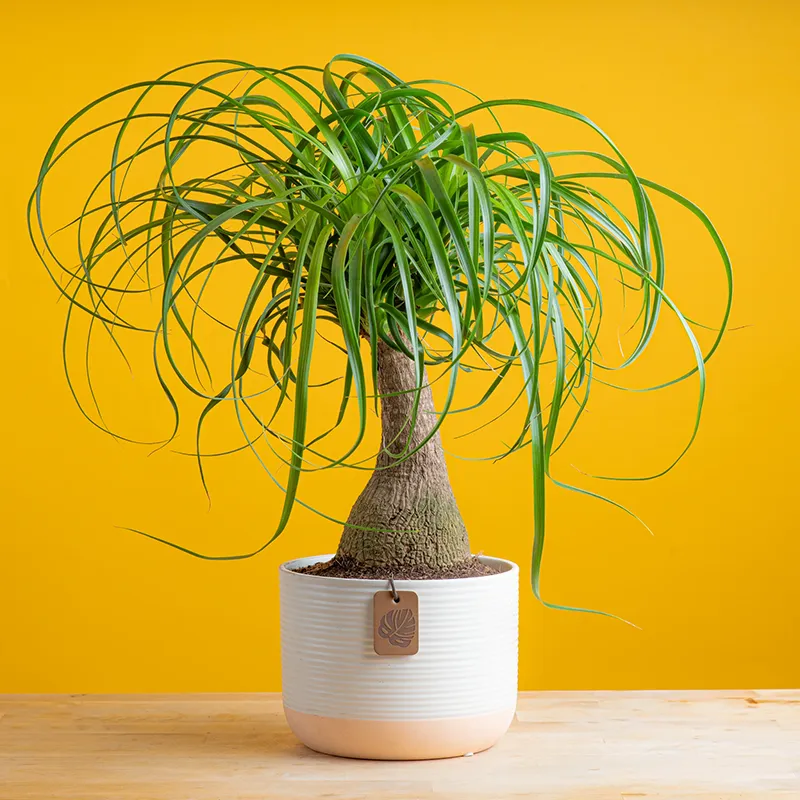 Staged potted Ponytail Palm