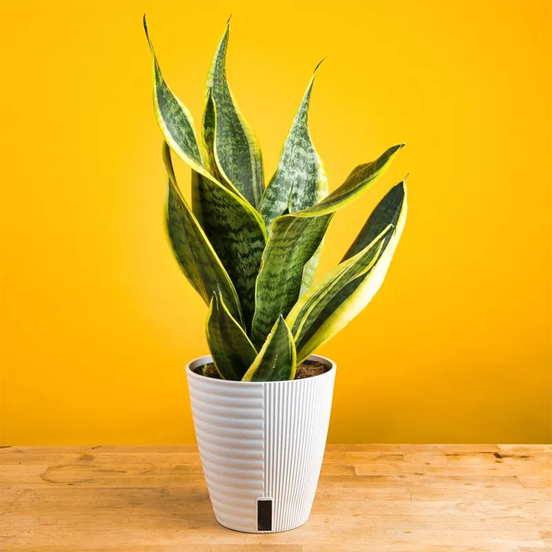 Staged potted Snake Plant