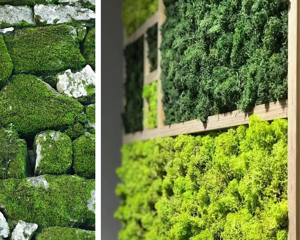Moss growing on stone (left) and MossWallArt in a wooden frame (right).