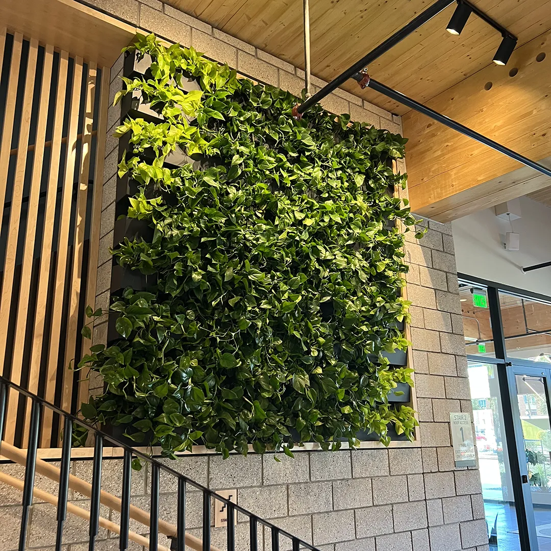 Arizona Plant Design and Installation