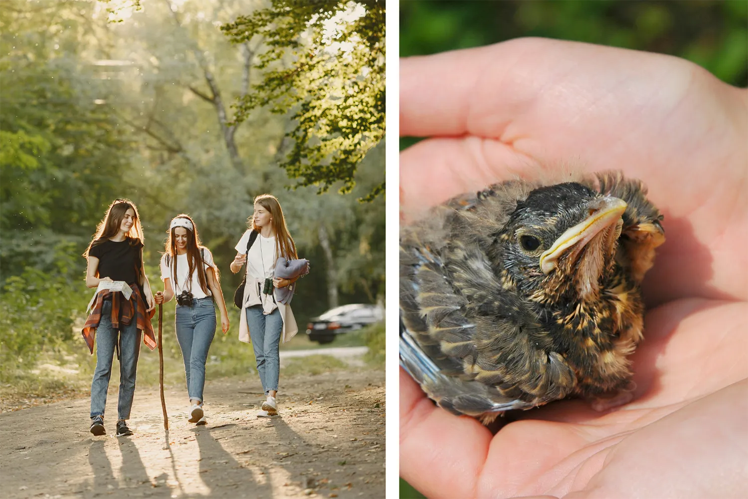 Three teenage friends walk along a sunny trail in a lush green forest.