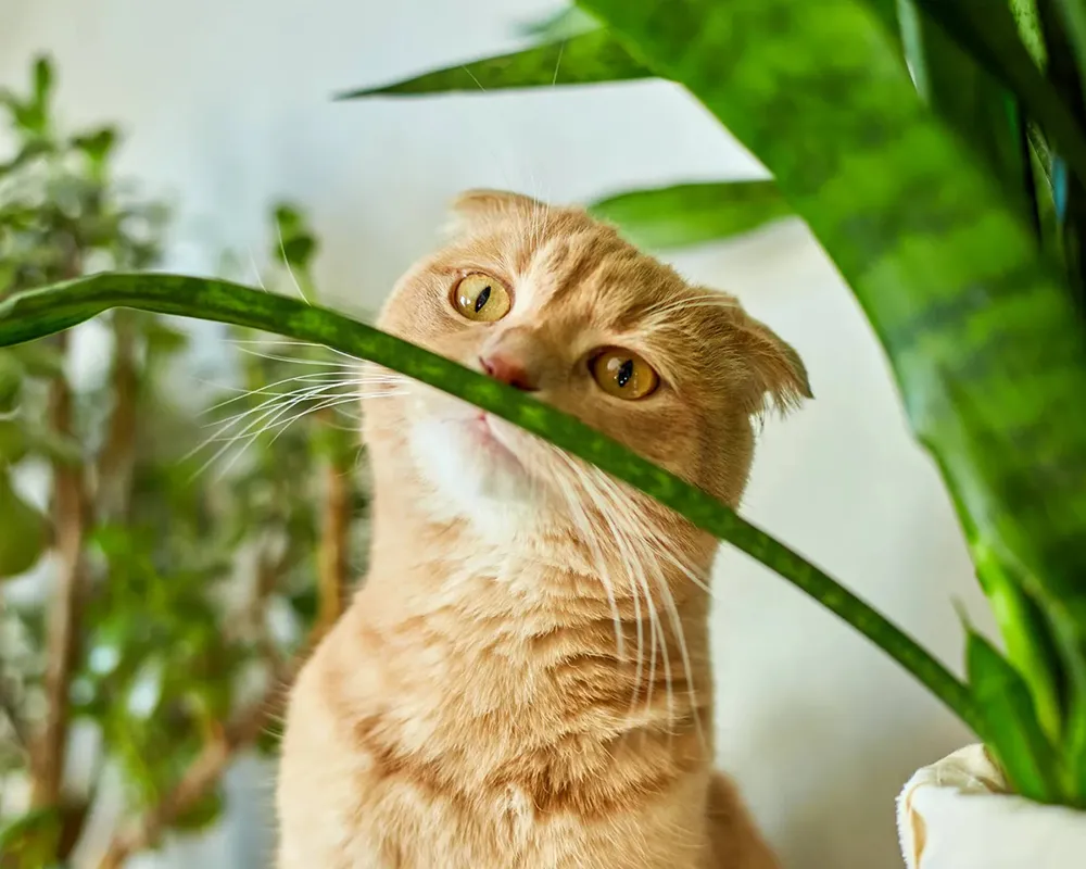 Photo of cat curiously looking at a succulent.