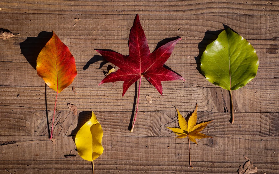 Seasonal indoor plants: syncing with nature benefits business