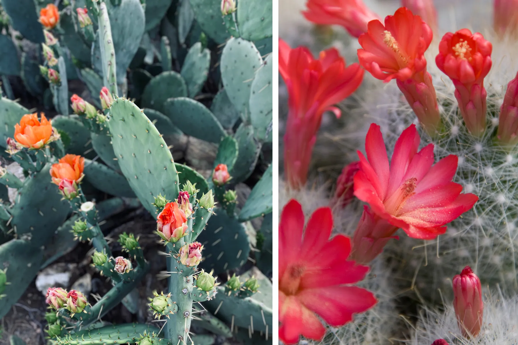 Vibrant succulents in bright green and red colors.