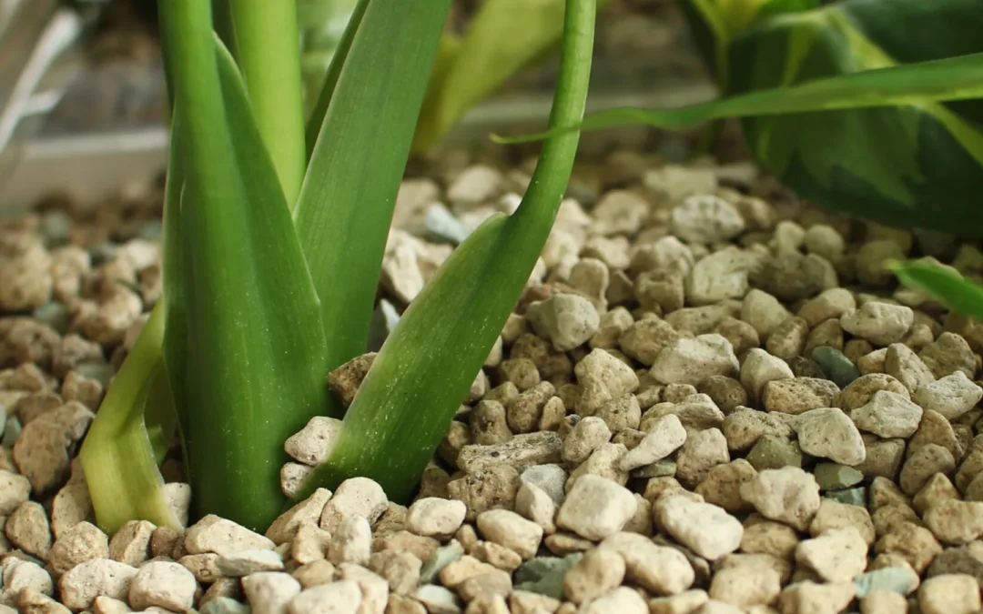 Hydroculture, Vulkaponic & Biophilic Design in 2026