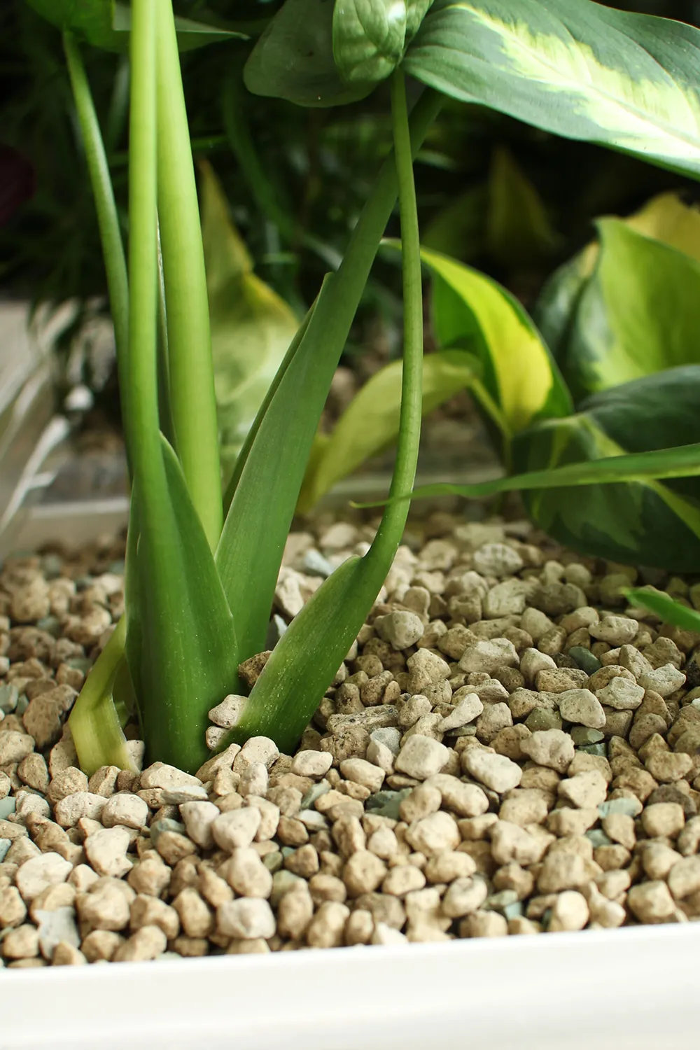 Close-up photo of a planter utilizing vulkaponic substrate to keep the plants inside healthy.