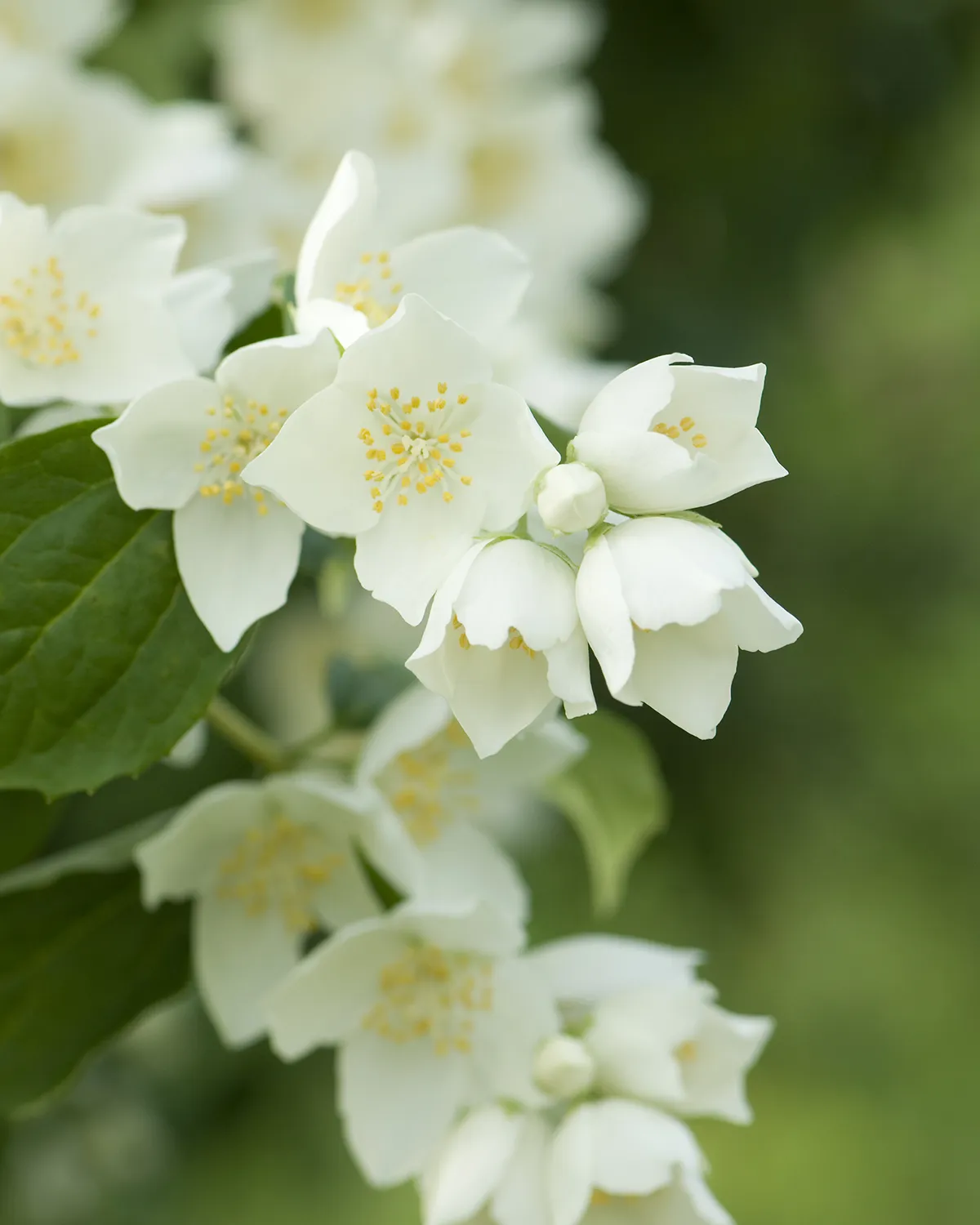 Close up of jasmine providing natural relief for anxiety.