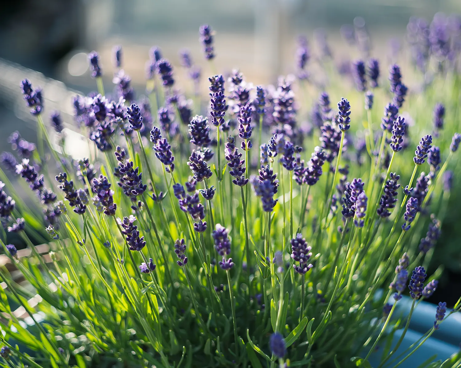 Close up of lavender providing natural relief for anxiety.