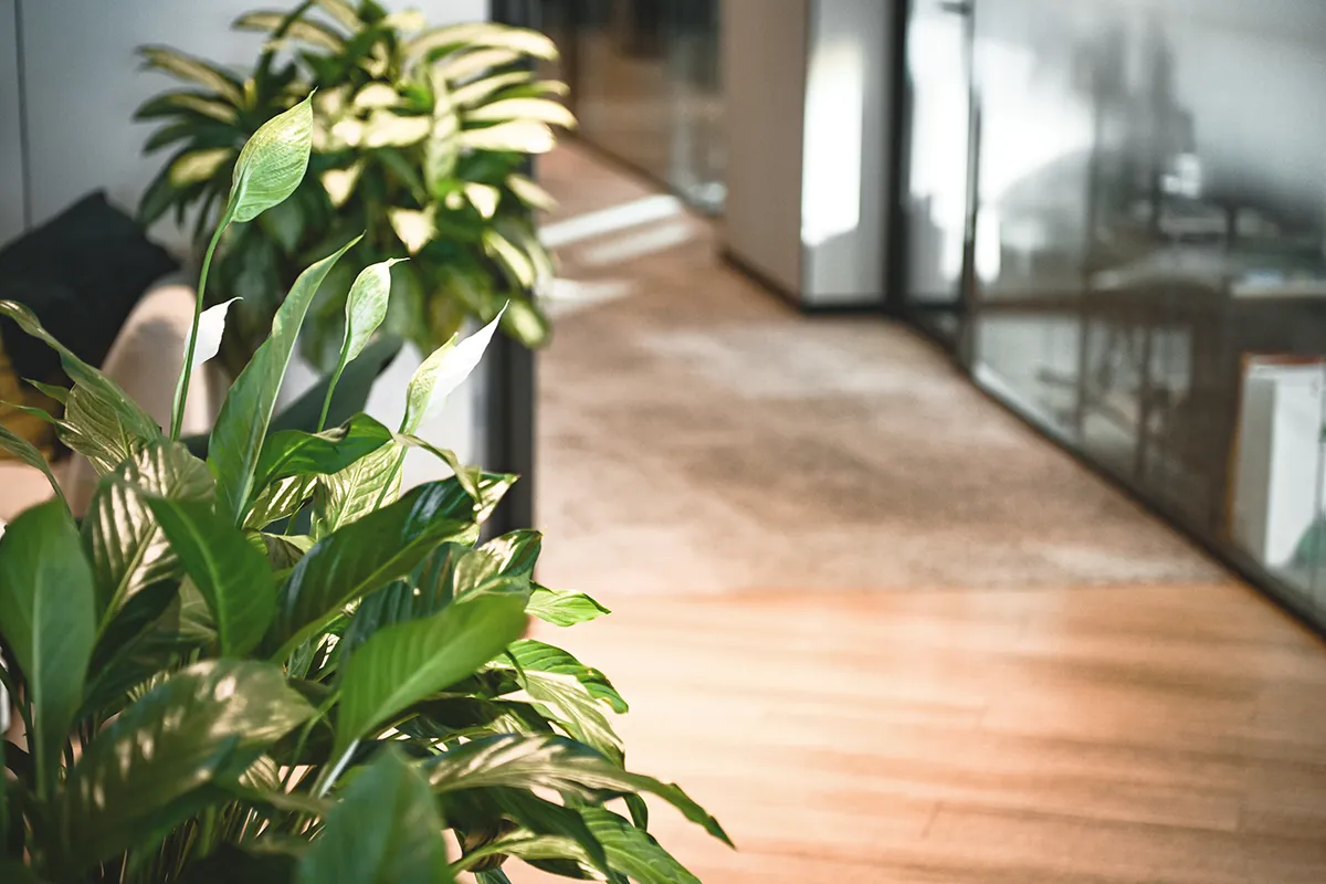 Modern office featuring ecotherapy elements and hanging plants for natural anxiety relief.
