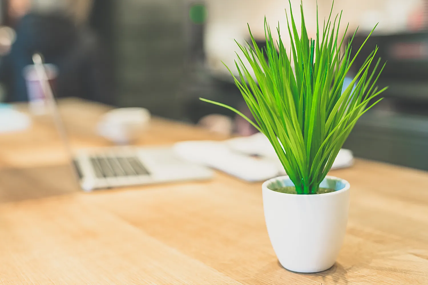 Close up of green plants in an office offering natural relief for anxiety.