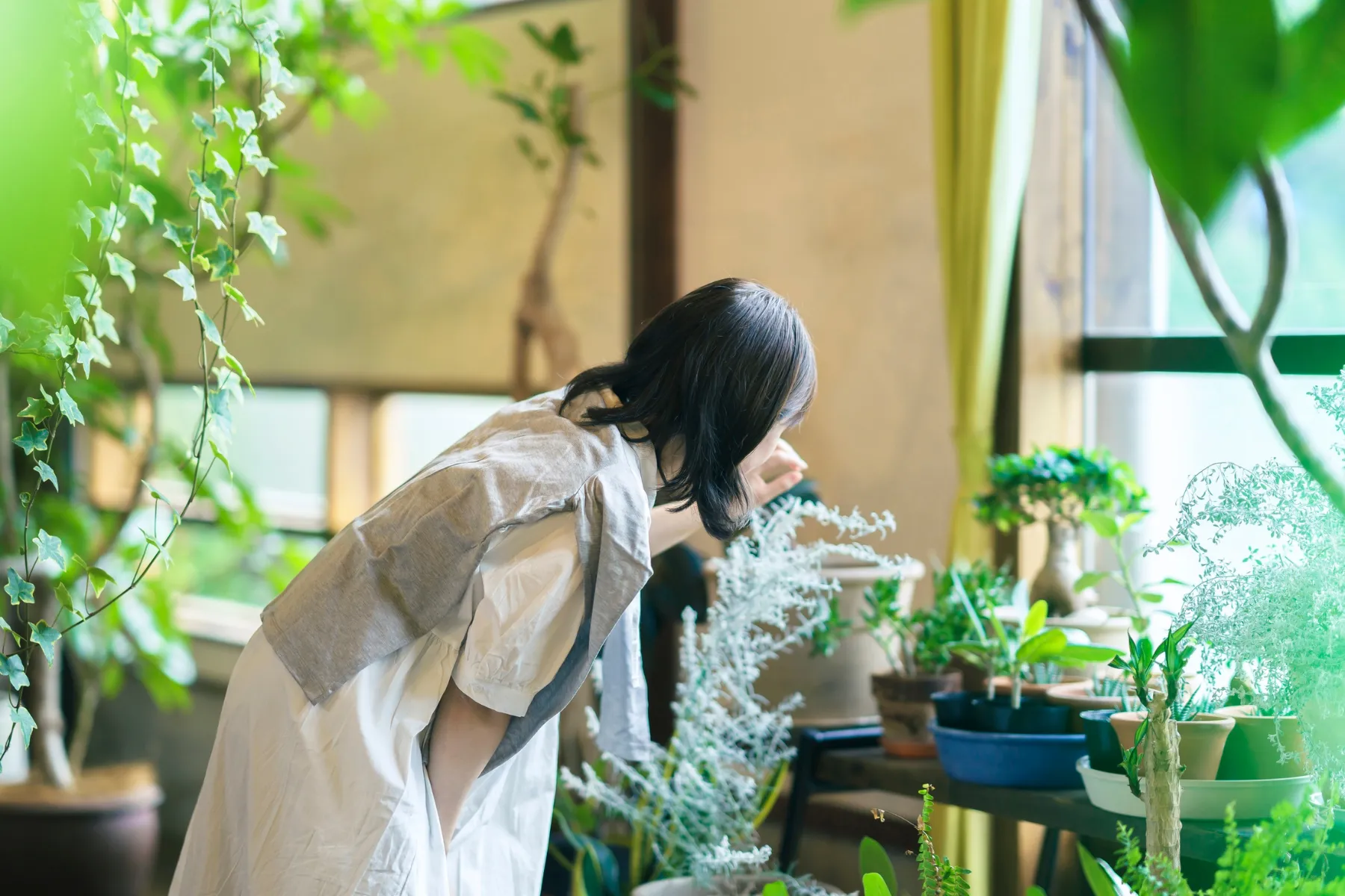 indoor-plants-college-dorm-phoenix