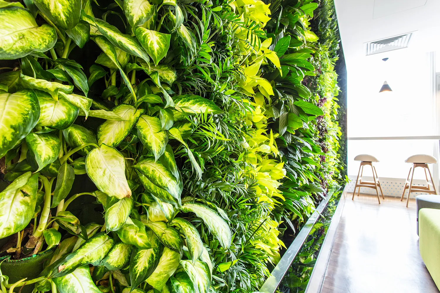 Close up foliage detail of an indoor plant wall showing the evolution and history of plant walls.