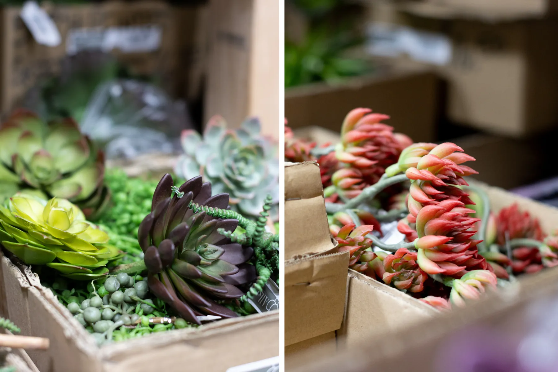 inventory-artificial-succulents