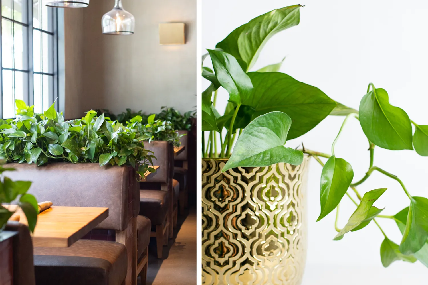 A split image showing Pothos low light plants used as greenery between restaurant booths, alongside a close-up of a trailing Pothos vine in a gold pot.