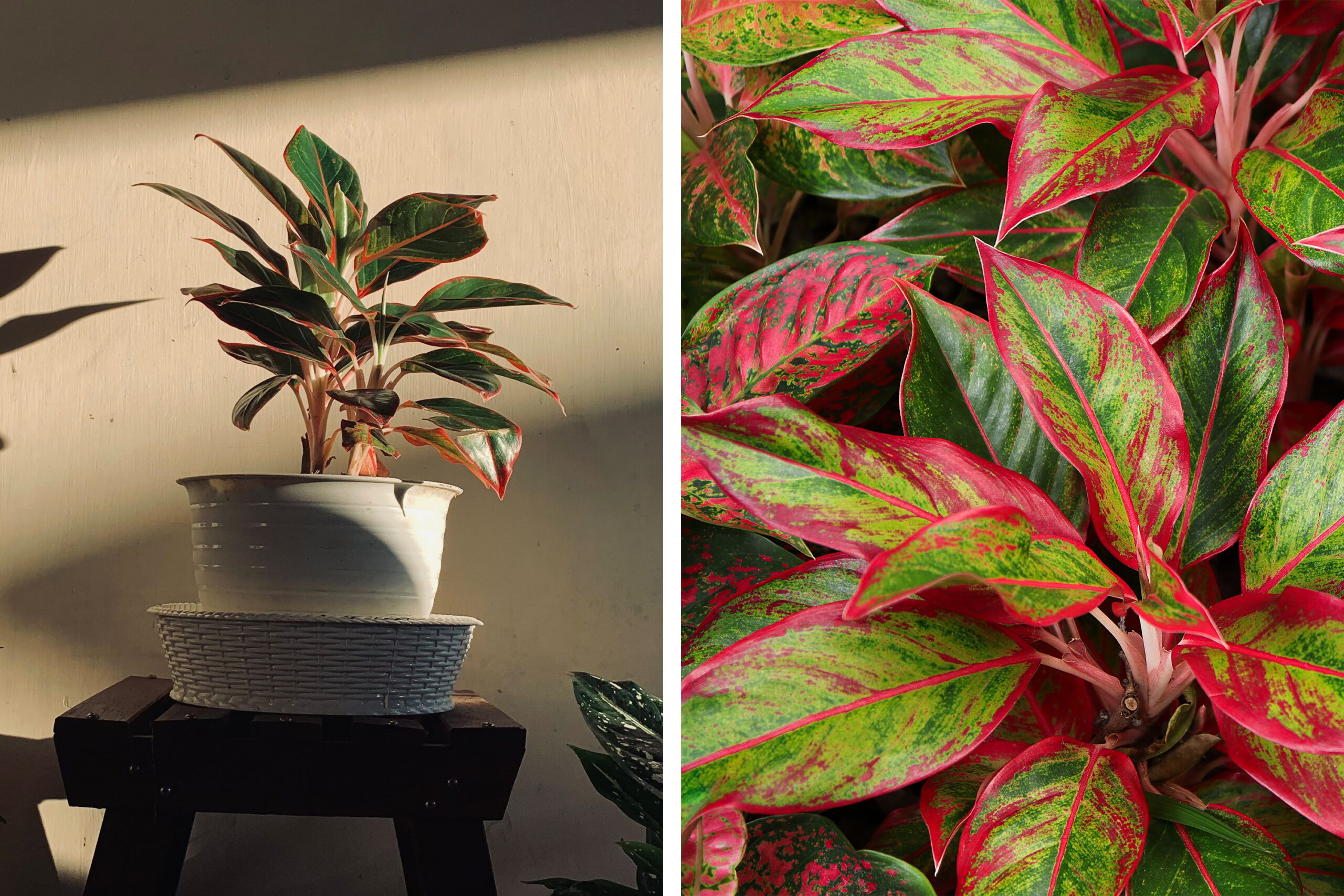 A split image of a potted Chinese Evergreen and a close-up of its vibrant pink and green leaves, demonstrating the colorful options among low light plants.