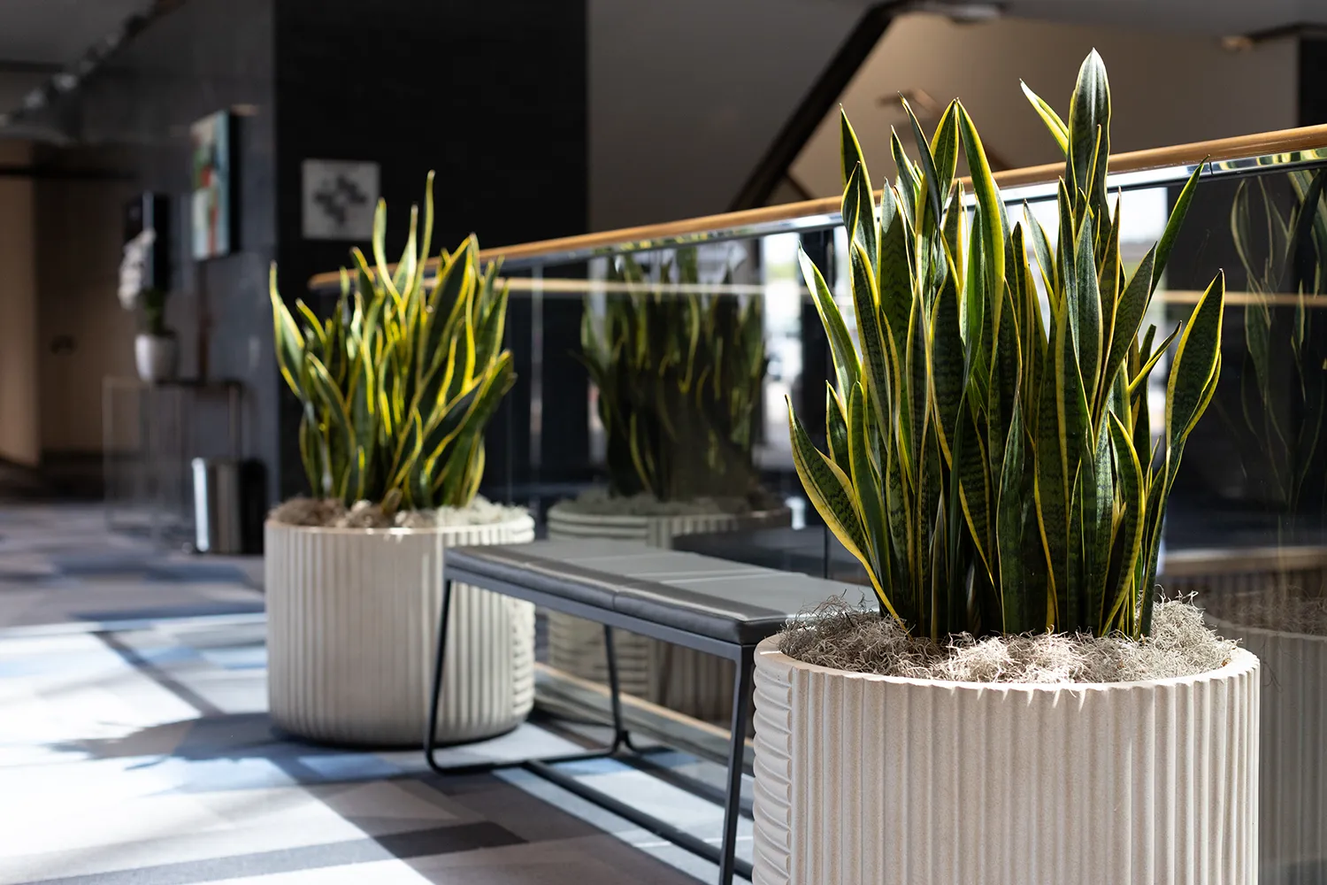Two large potted snake plants decorating a modern commercial hallway, serving as striking low light plants.