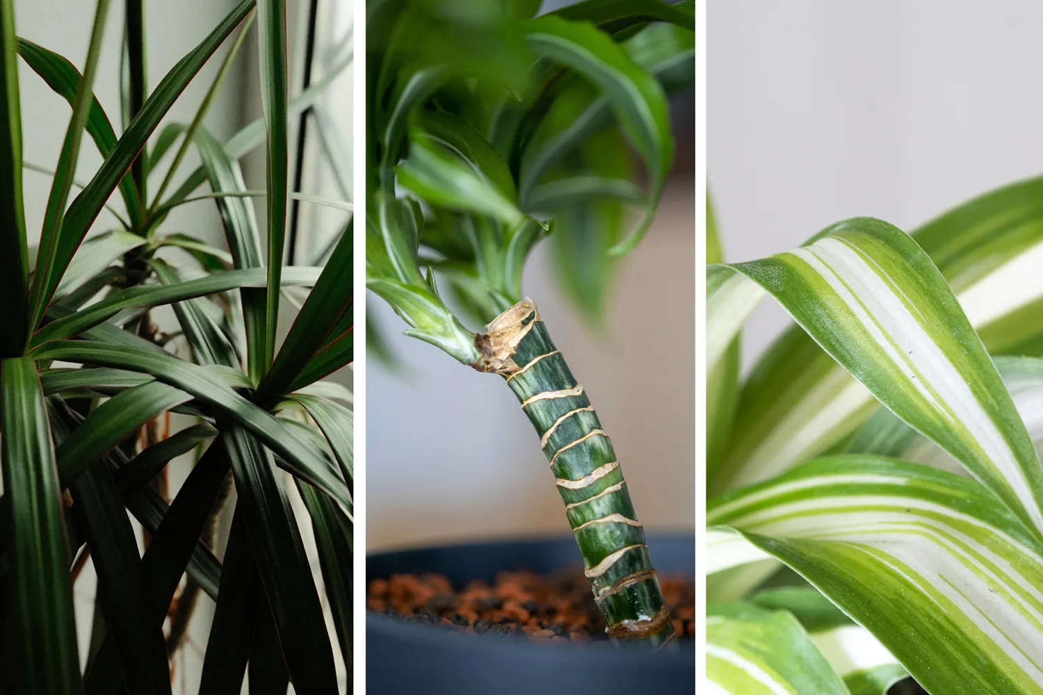 A three-panel image showing close-up details of Dracaena leaves and stalks, highlighting its features as a low light plant.