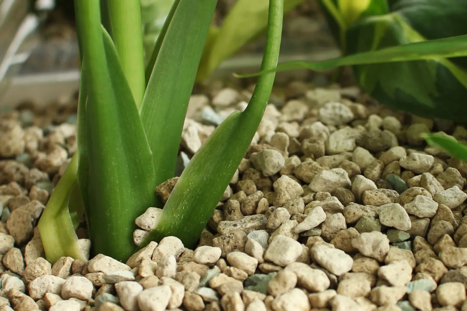 A close-up view reveals thick green plant stems emerging from a coarse, light-colored rocky soil mixture.