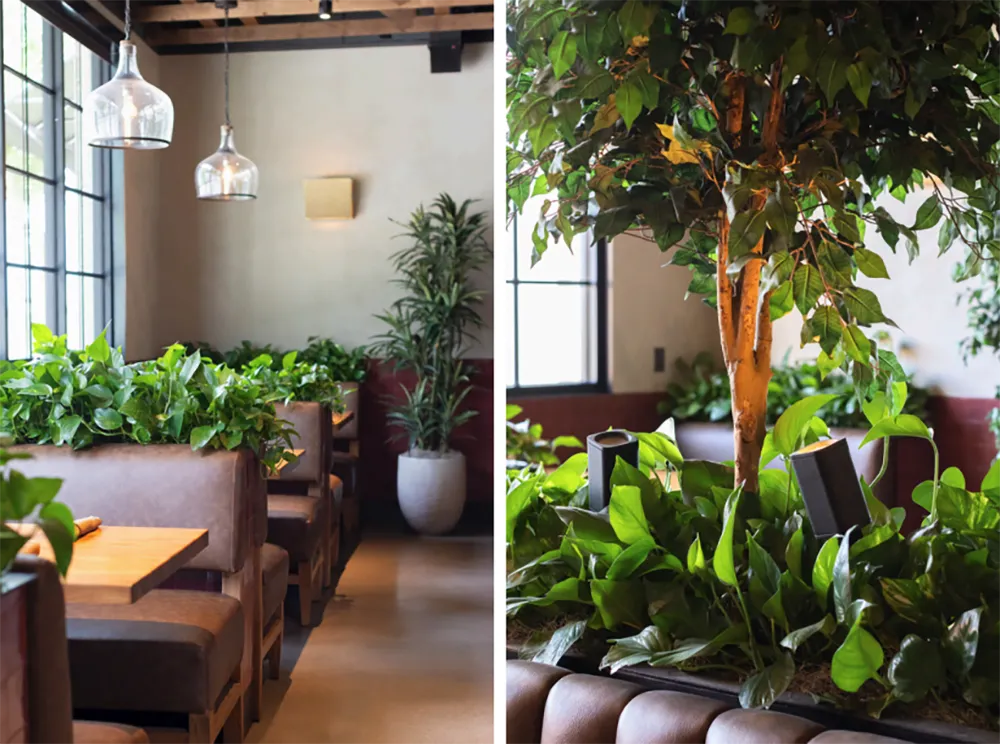 Restaurant interiorscape featuring lush green pothos plants and an illuminated indoor tree built into the dividers between brown leather dining booths.