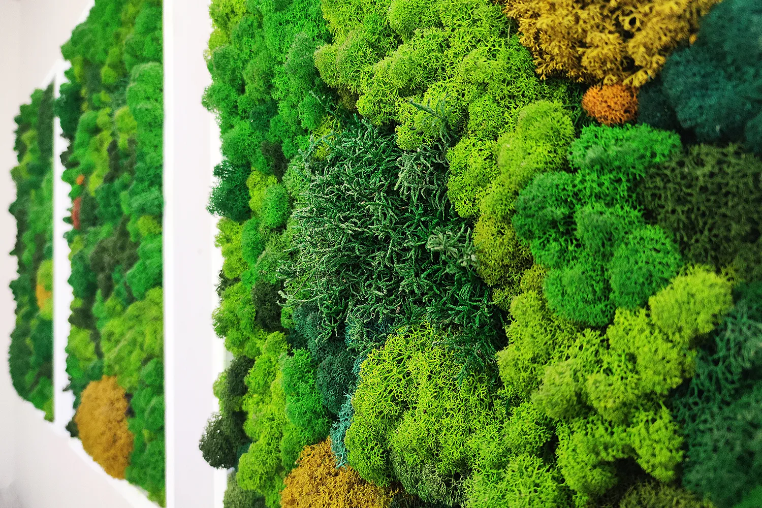 MossWallArt showcases beautiful biophilic architecture and ecological variety.