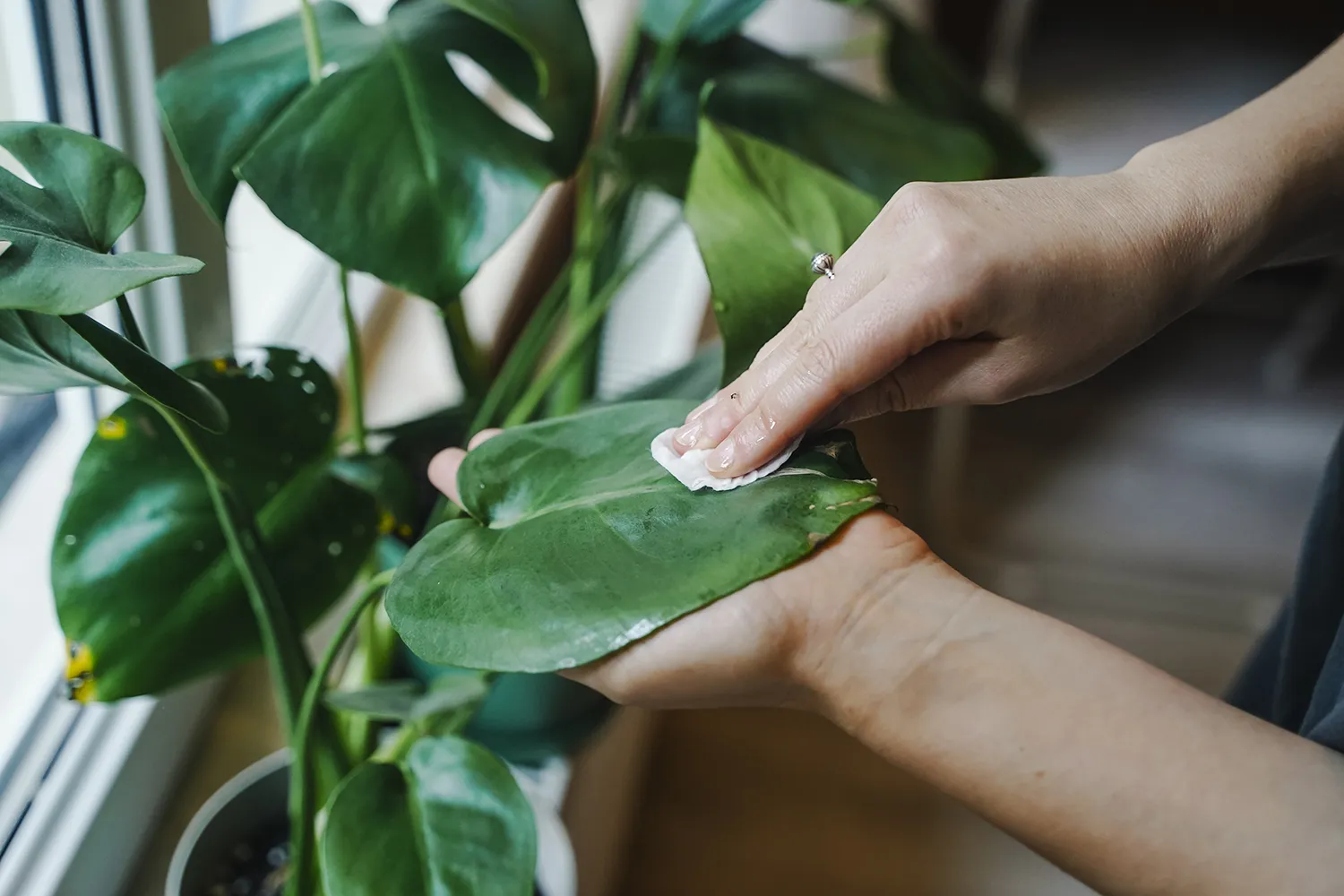 A technician from a professional office plant service maintaining a large indoor tree.